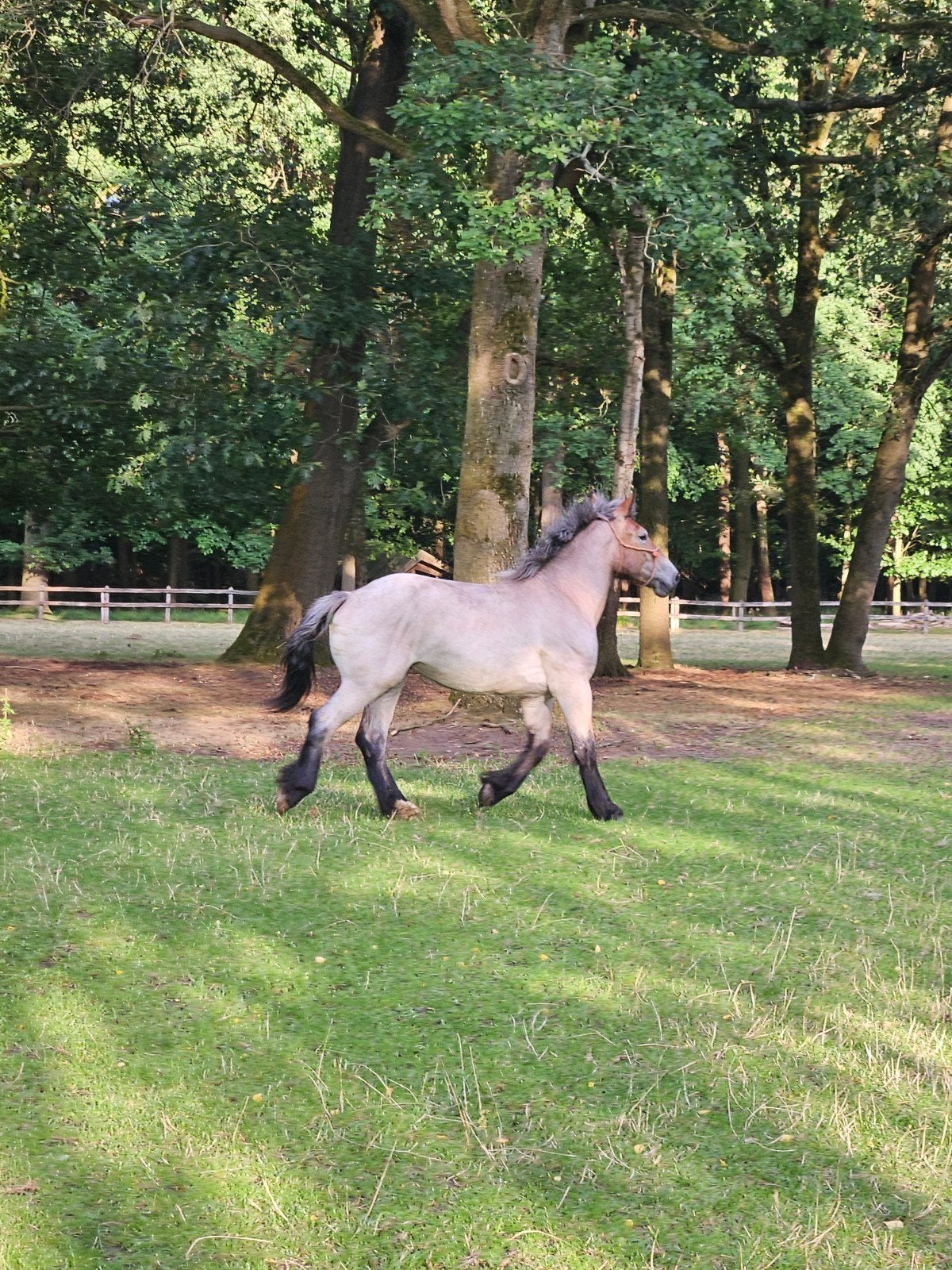 Zeer gemak trekpaard merrie van 1 jaar aangeboden,, Dieren en Toebehoren, Merrie, Met stamboom, Niet van toepassing, 0 tot 2 jaar