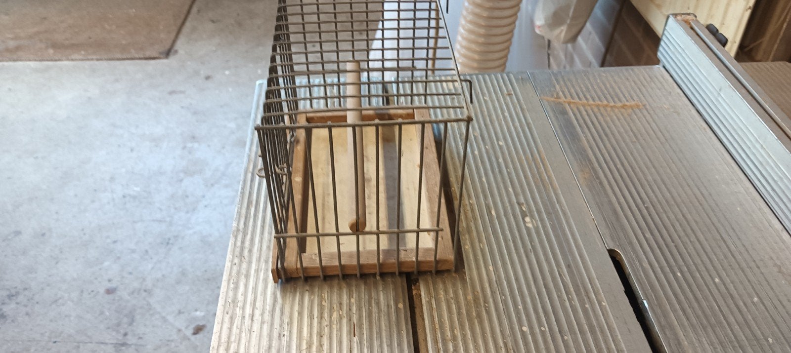 voor hang kooitje voor jonge vogels, Meerdere dieren, Kleurkanarie