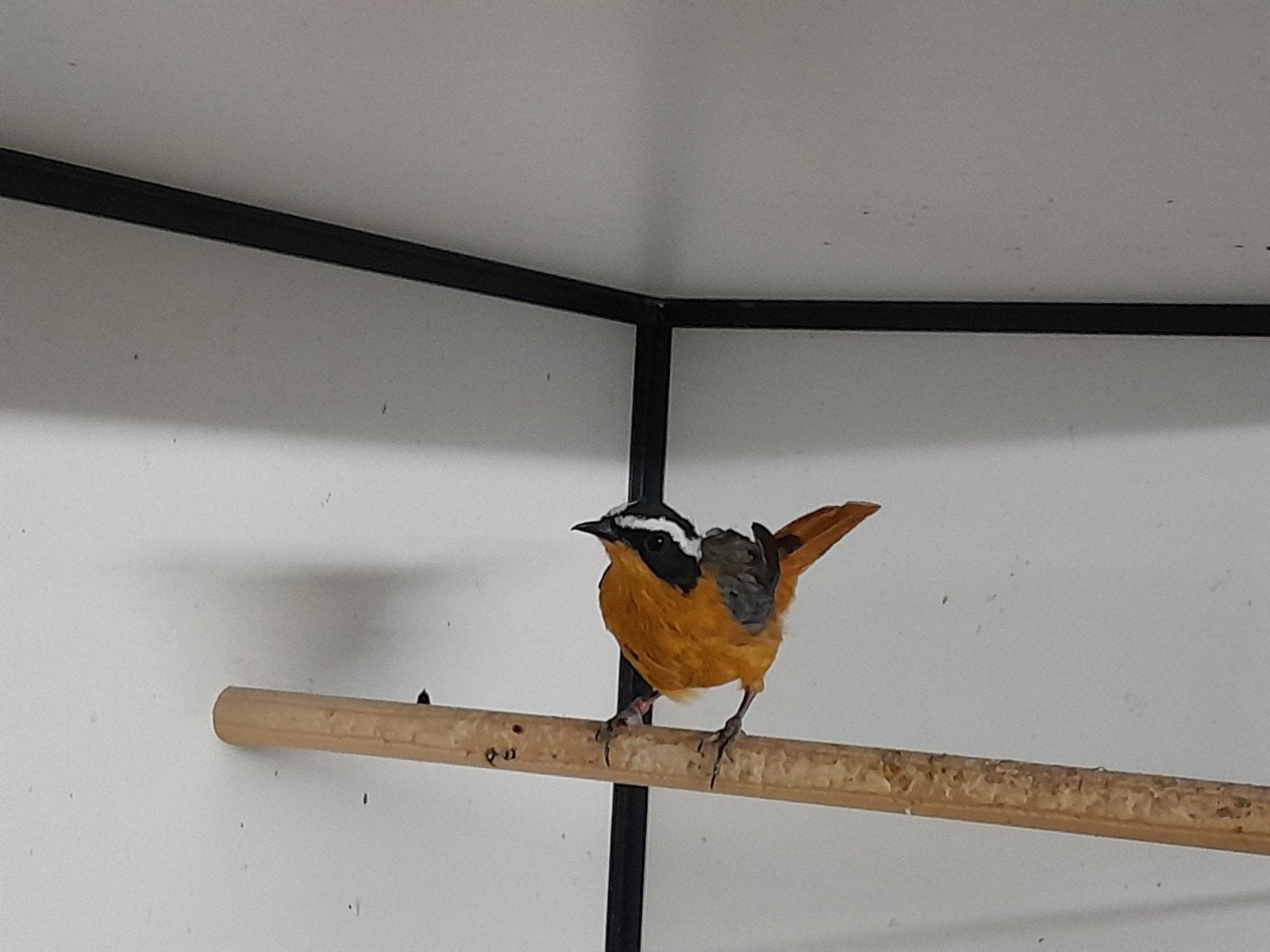 Heuglini pop, chinese appelvink pop, japanse appelvink man, Dieren en Toebehoren, Vrouwelijk