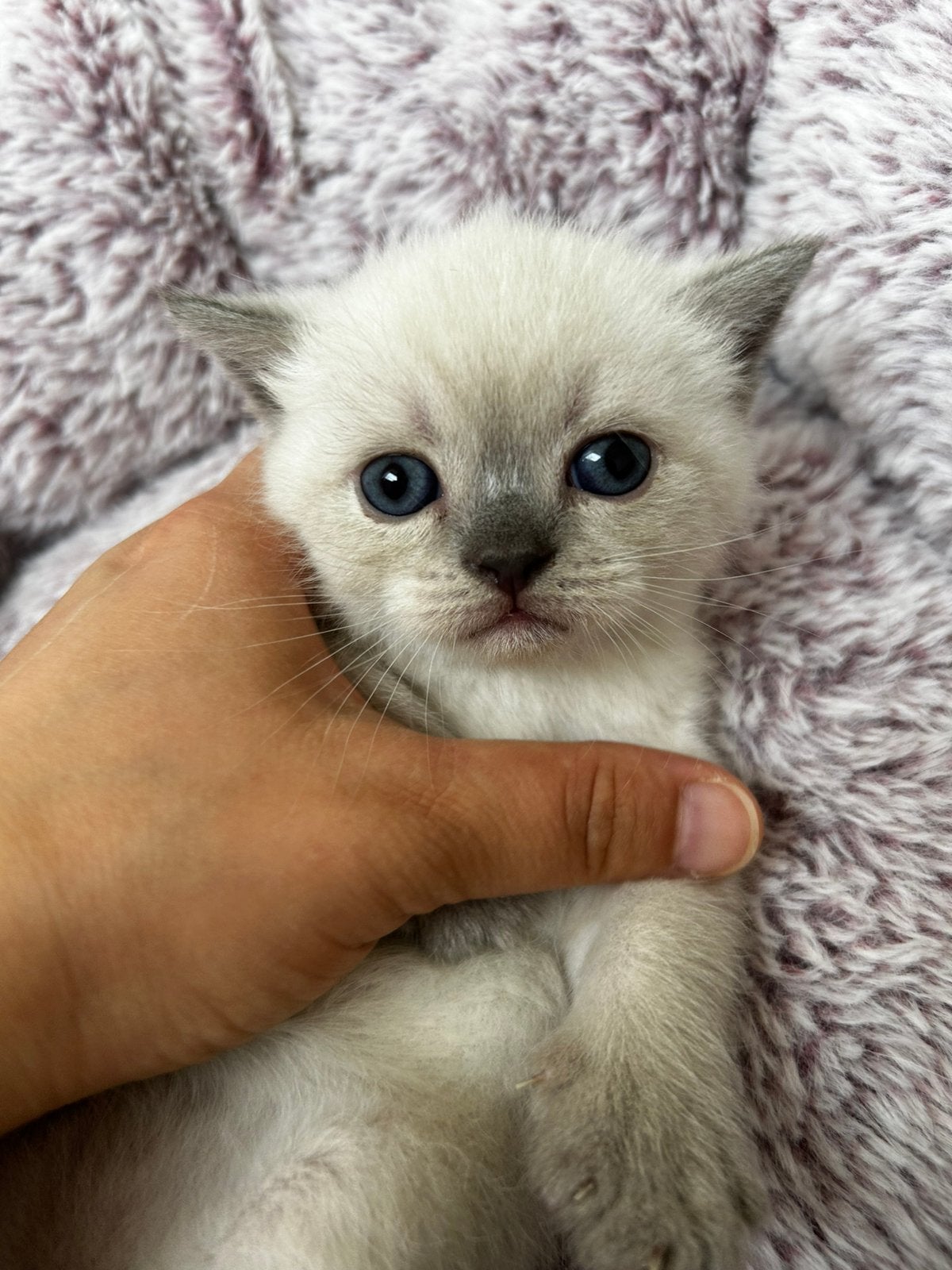 Britse Korthaar blue point kitten, Meerdere dieren