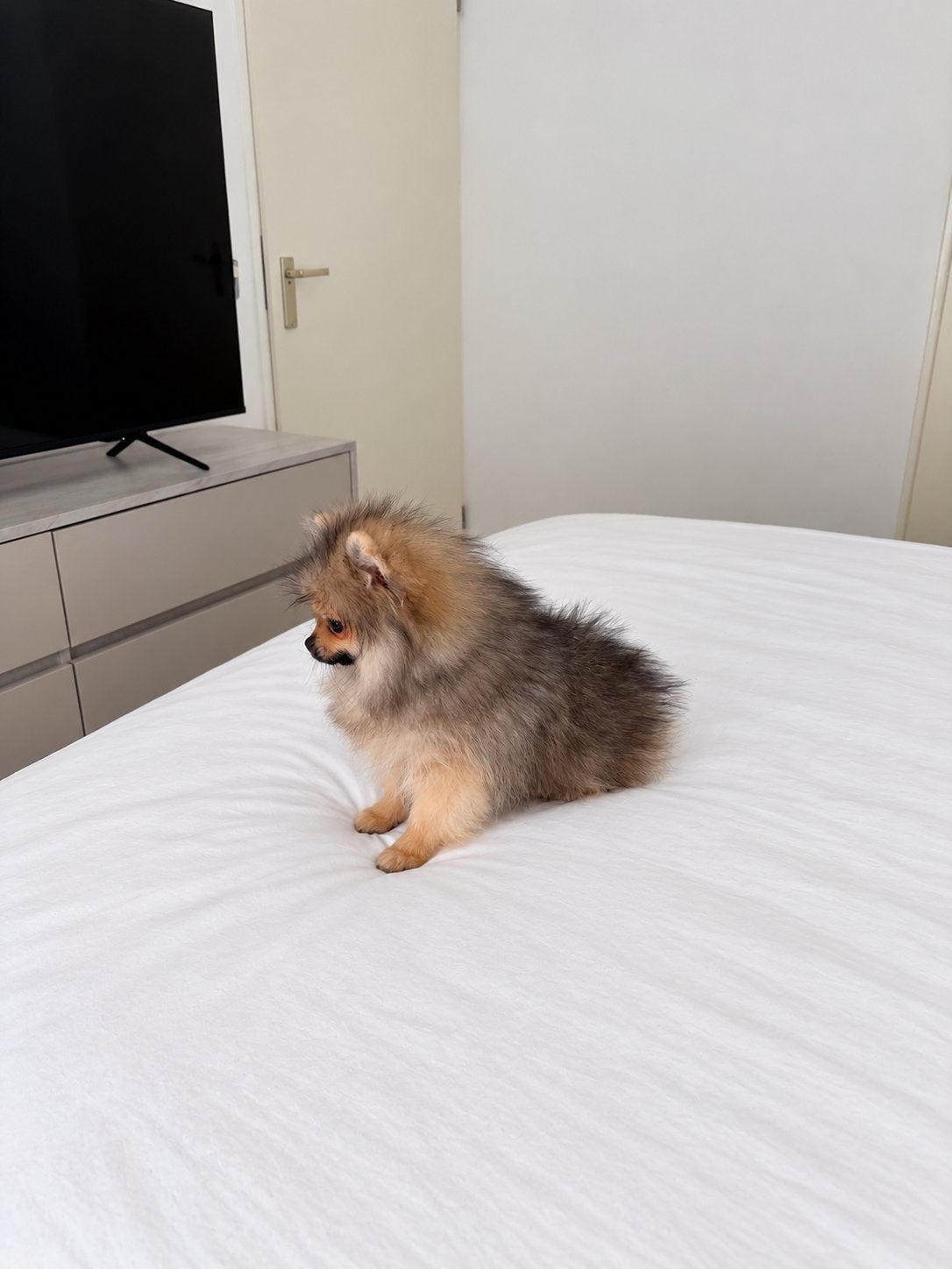 Pomeranian | Pomeriaan | Reu | FCI | Stamboom, Particulier, Keeshond, 15 weken tot 1 jaar, Reu