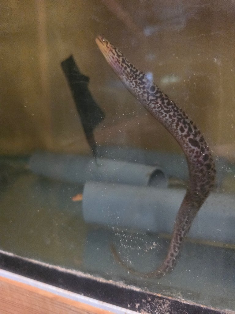 zoetwater tijgermurene,Gymnotorax poliuranodon ,red fire eel, Overige typen, Zoetwatervis