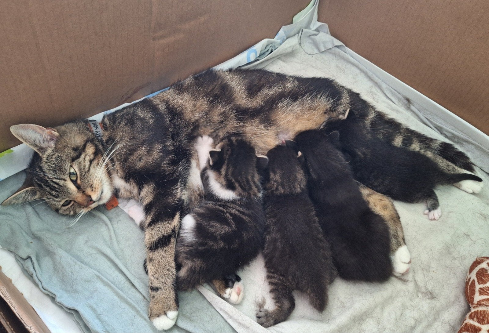 JONGE POESJES ;)), Meerdere dieren, Ontwormd, 0 tot 2 jaar