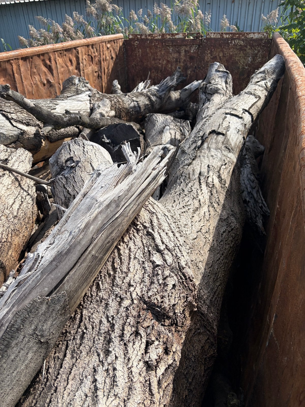 Container vol hout om zelf te zagen - Transport mogelijk, 6 m³ of meer, Ophalen, Overige houtsoorten, Stammen