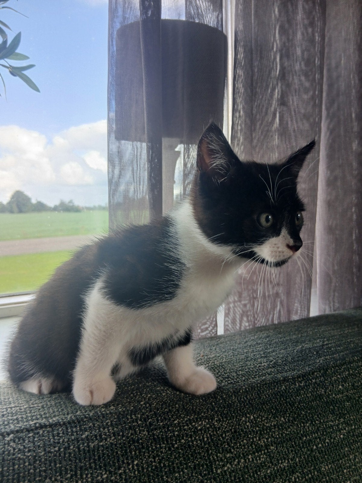 🐾 Lief en speels kitten zoekt een fijn thuis! 🐾, Dieren en Toebehoren, Kater