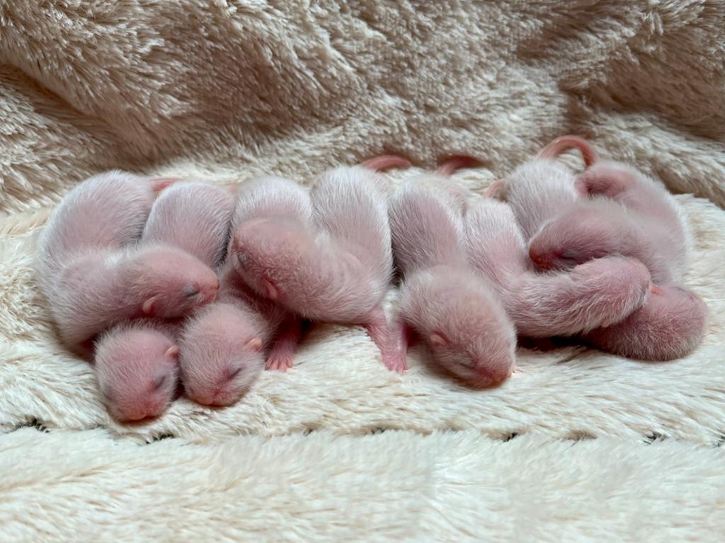 Fretten pups te koop., Fret, Mei, Meerdere dieren, Tam