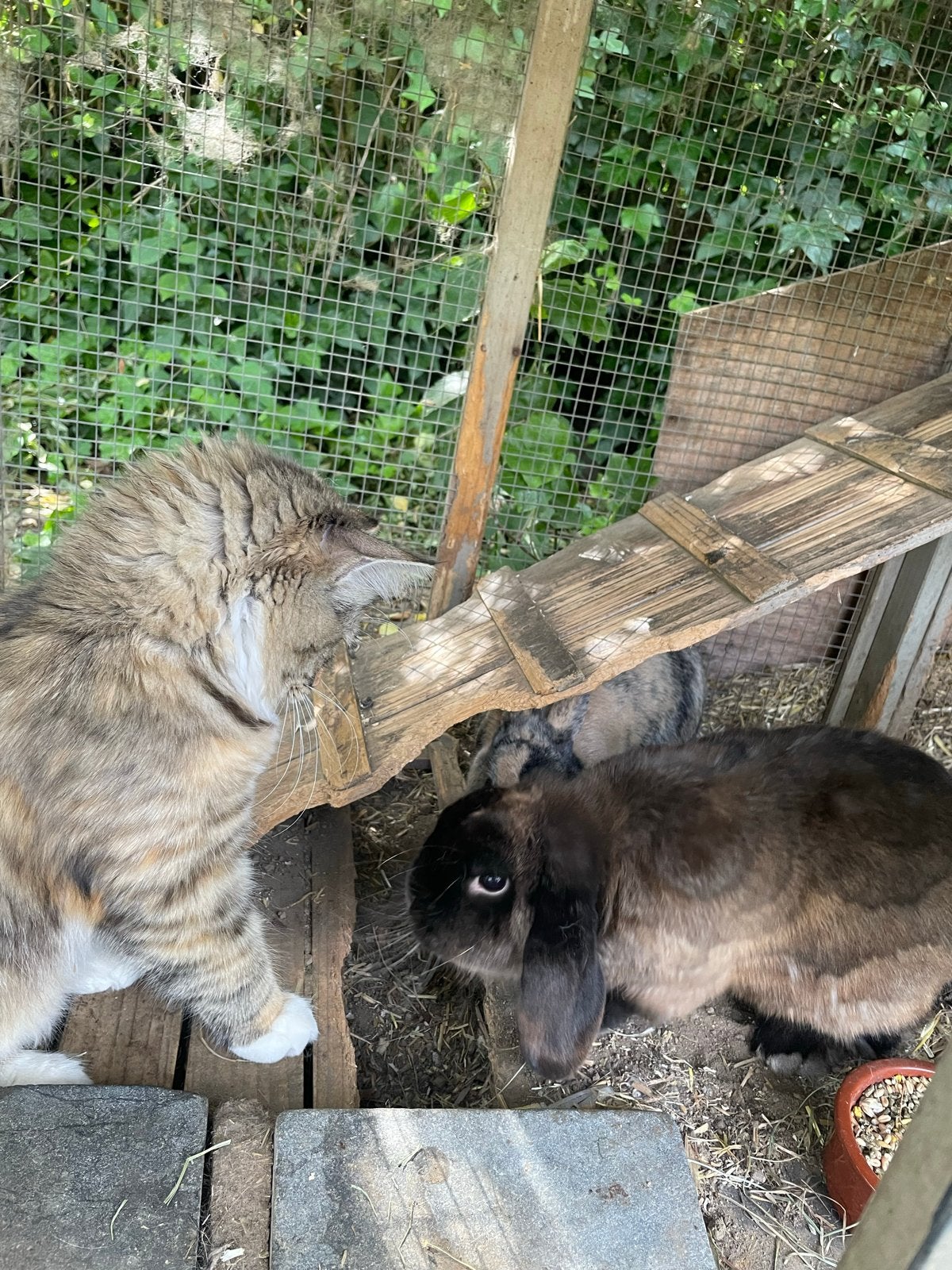 Nieuw huis en vrouwtjes konijn gezocht, Dieren en Toebehoren, Konijnen, Mannelijk, Middelgroot, Hangoor, 6 tot 8 jaar