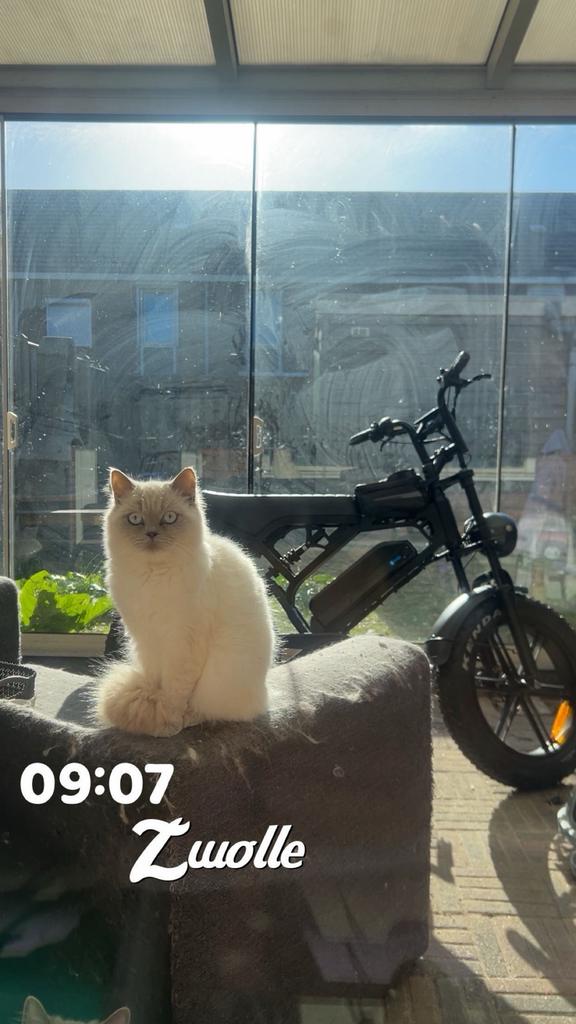 Britse korthaar poes, Dieren en Toebehoren, Katten en Kittens | Raskatten | Korthaar, Poes