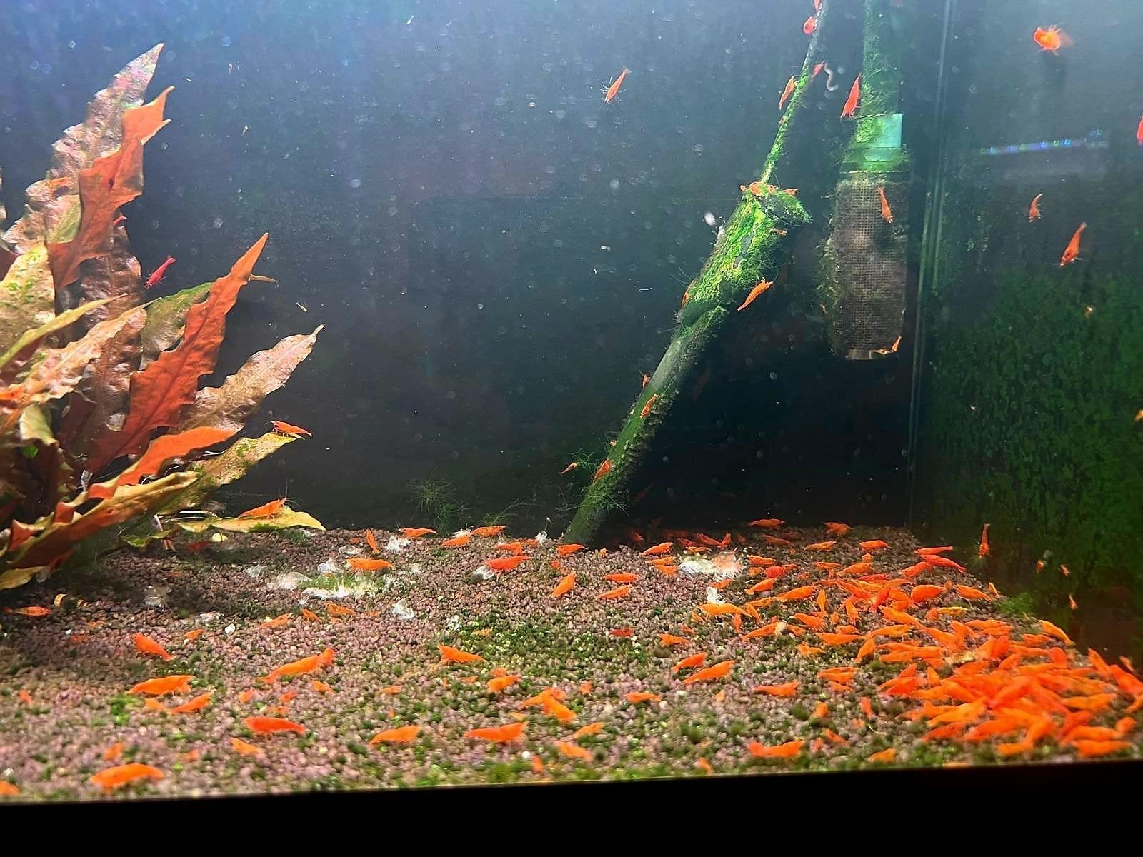 🧡🦐Leeg verkoop: High Grade Orange Sakura garnalen🧡🦐, Dieren en Toebehoren, Vissen | Aquariumvissen, Kreeft, Krab of Garnaal