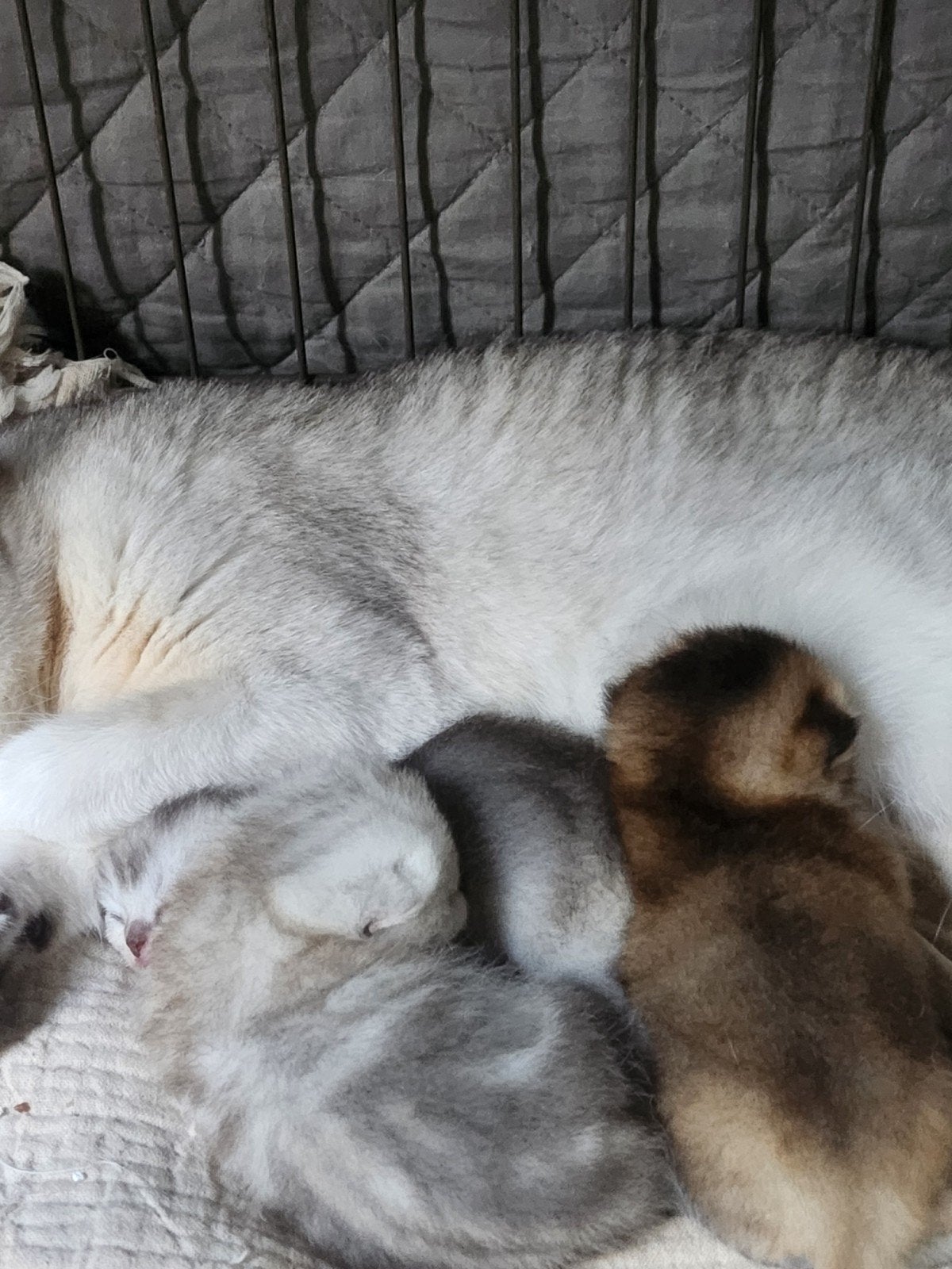 kittens te koop mainecoon x Britse korthaar, Meerdere dieren, Ontwormd, 0 tot 2 jaar