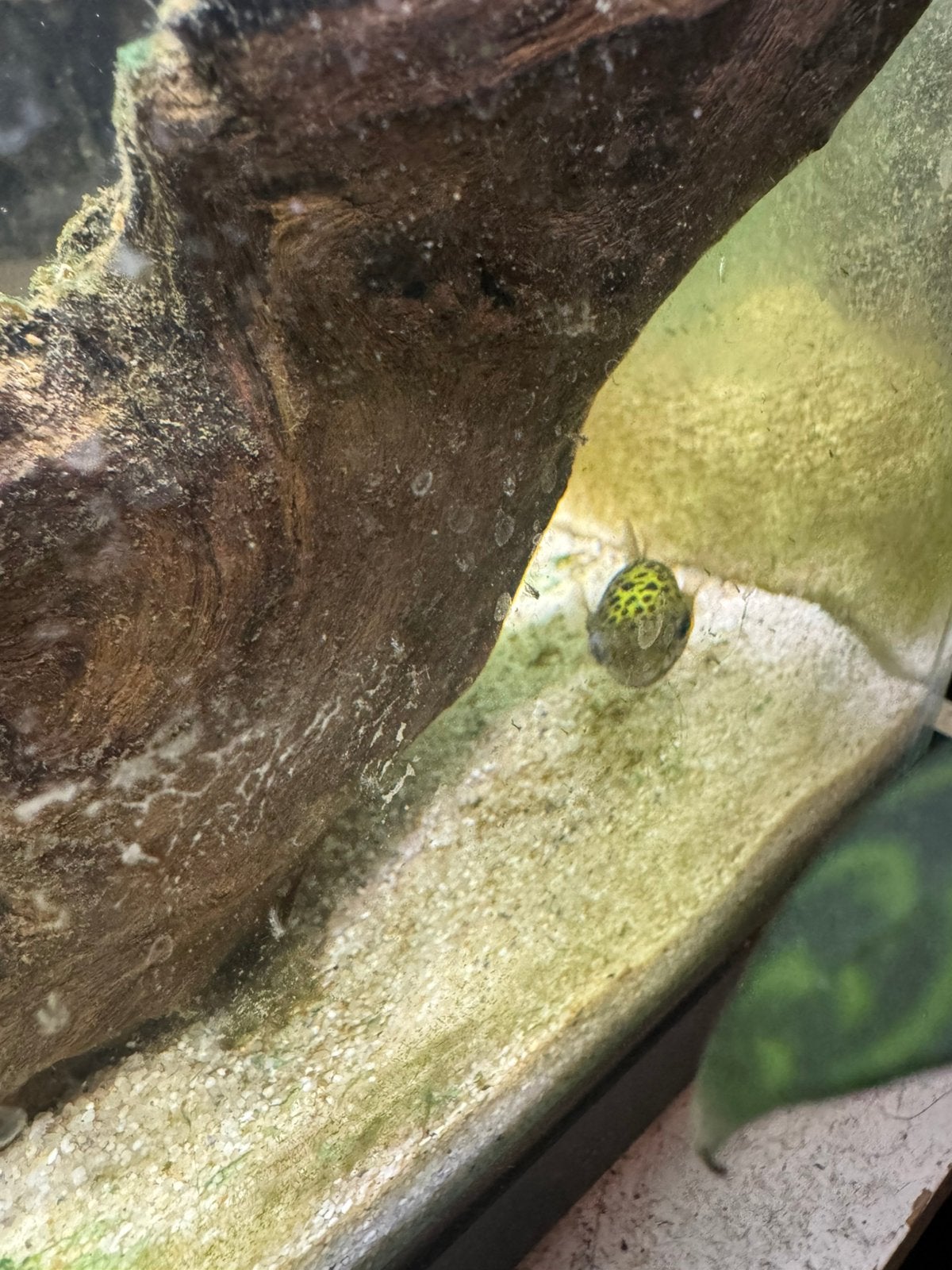 Green spotted kogelvis, Dieren en Toebehoren, Vis, Zoetwatervis