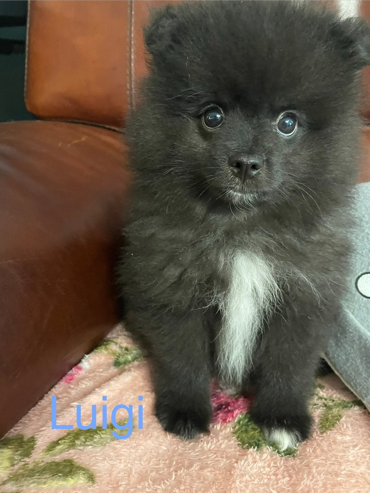 4 Prachtige pomeriaan/dwergkees pups.🩷💙, Dieren en Toebehoren, Honden | Chihuahua's en Gezelschapshonden, Overige rassen, 8 tot 15 weken