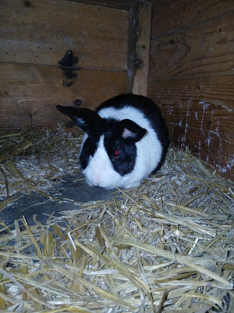 Hollander ram - ter dekking!, Dieren en Toebehoren, Konijnen, Mannelijk, Middelgroot, 0 tot 2 jaar
