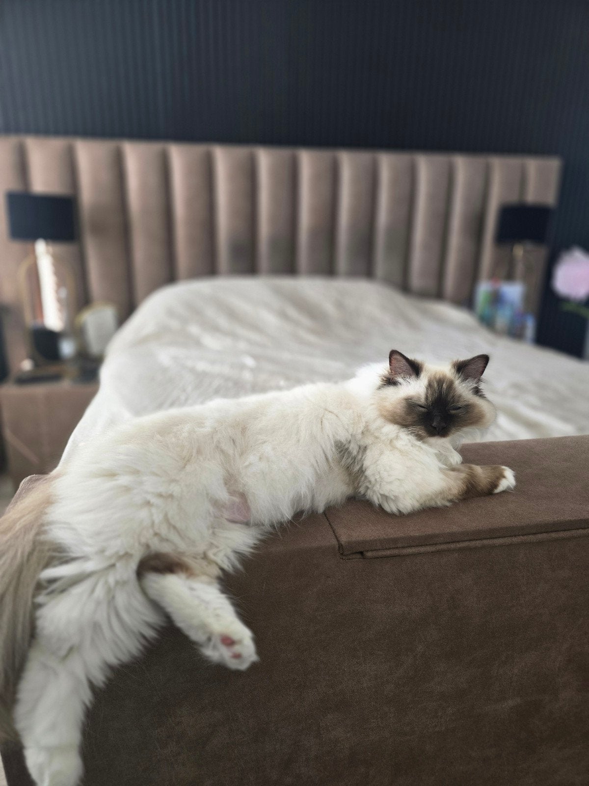 Lieve rustige Ragdoll-poes zoekt een fijn nieuw thuis, Dieren en Toebehoren, Poes, Gechipt, 3 tot 5 jaar