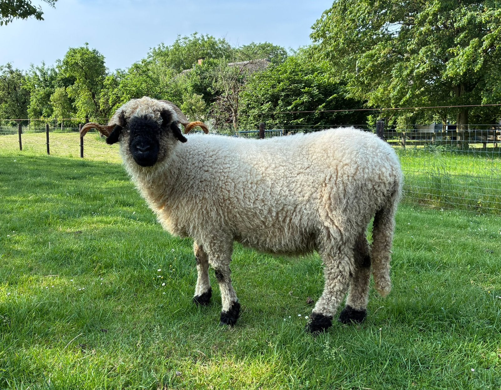 Walliser Schwarznase ooi, Dieren en Toebehoren, Schapen, Geiten en Varkens, Vrouwelijk, Schaap
