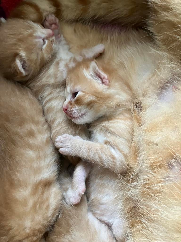 Prachtige rode, rooie  kittens, ALLEMAAL GERESERVEERD, Dieren en Toebehoren, Katten en Kittens | Overige Katten, Meerdere dieren