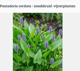 Snoekkruid (Pontederia cordata) - Waterplant, Ophalen, Volle zon, Vaste plant, Zomer