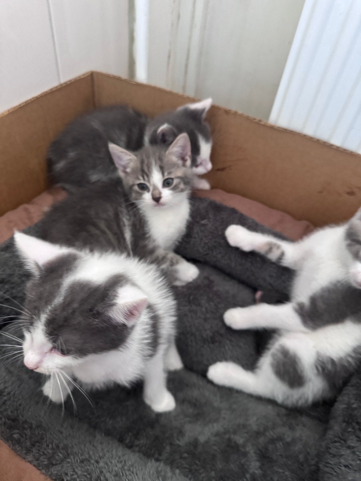 Vier mooi kittens te koop