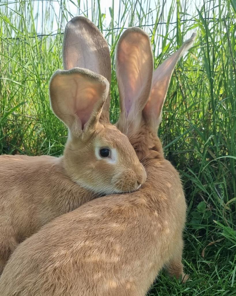 2 Gele Vlaamse Reus rammen zoeken een nieuw huis, Meerdere dieren, Groot, 0 tot 2 jaar