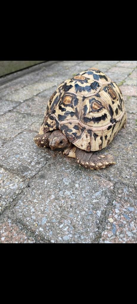 Twee landschildpadden zoeken een liefdevol nieuw thuis. Tortoise - unknown for sale from C