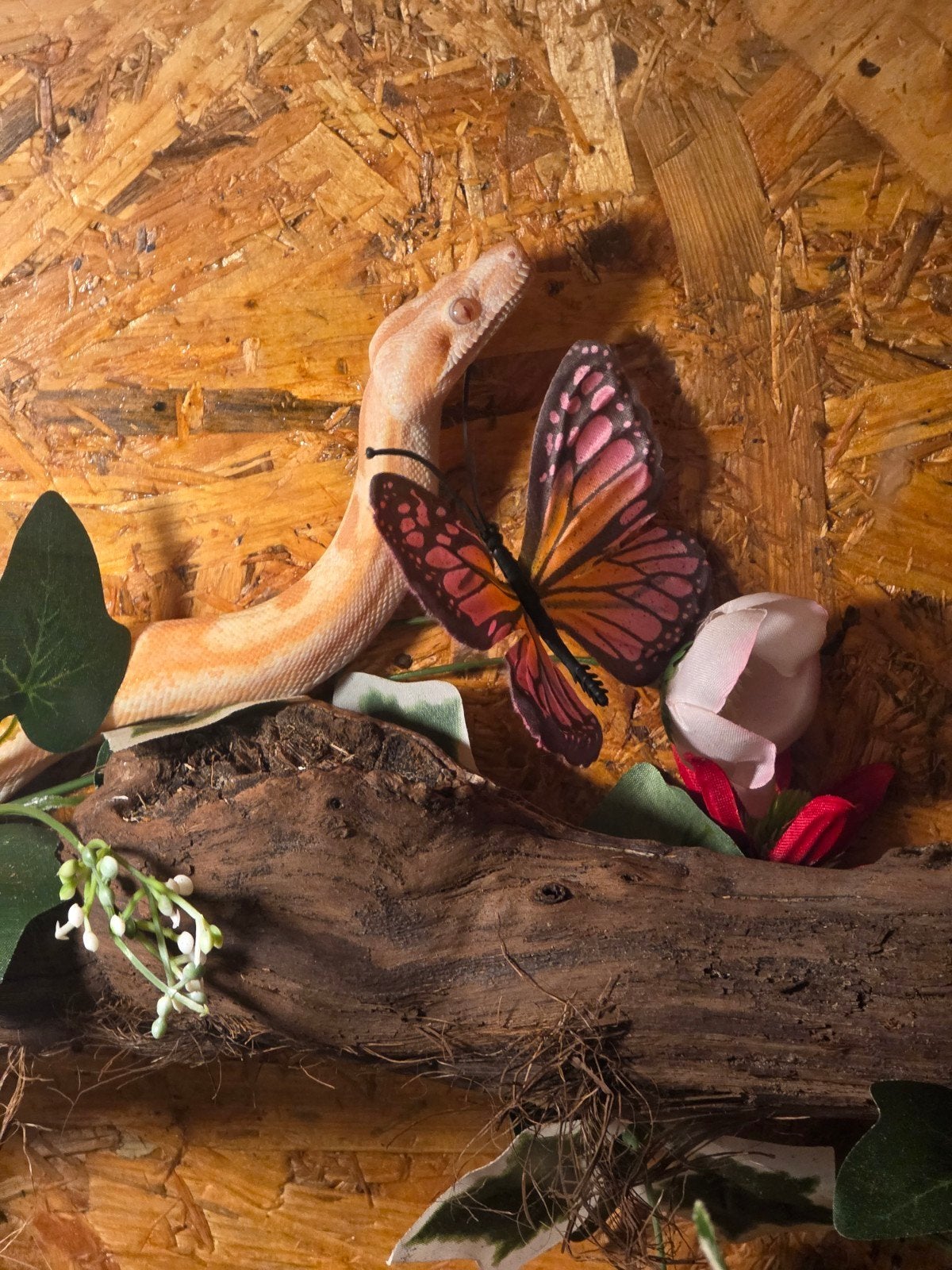 bci sunglow motley, boa
Lucifer: bci sunglow motley (kahl) Boa Constrictor - unknown for sale from Samira