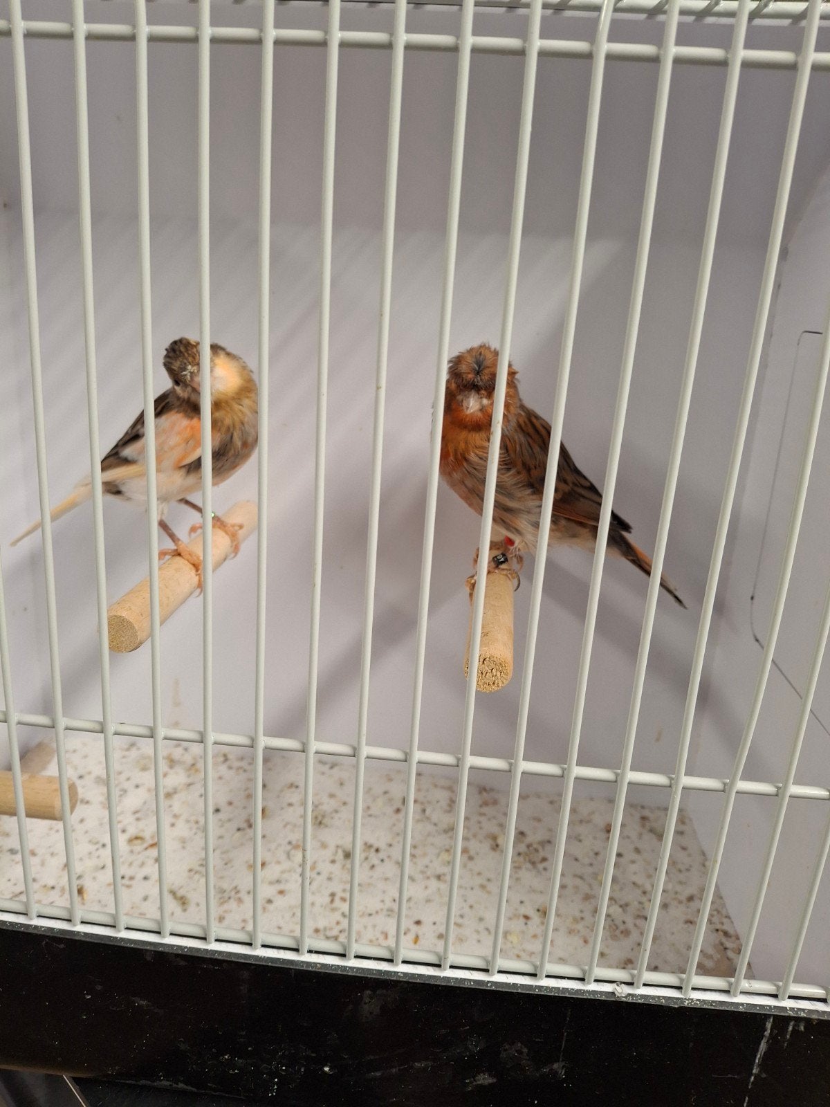 koppel harlekijn kanaries, Dieren en Toebehoren, Meerdere dieren, Kleurkanarie