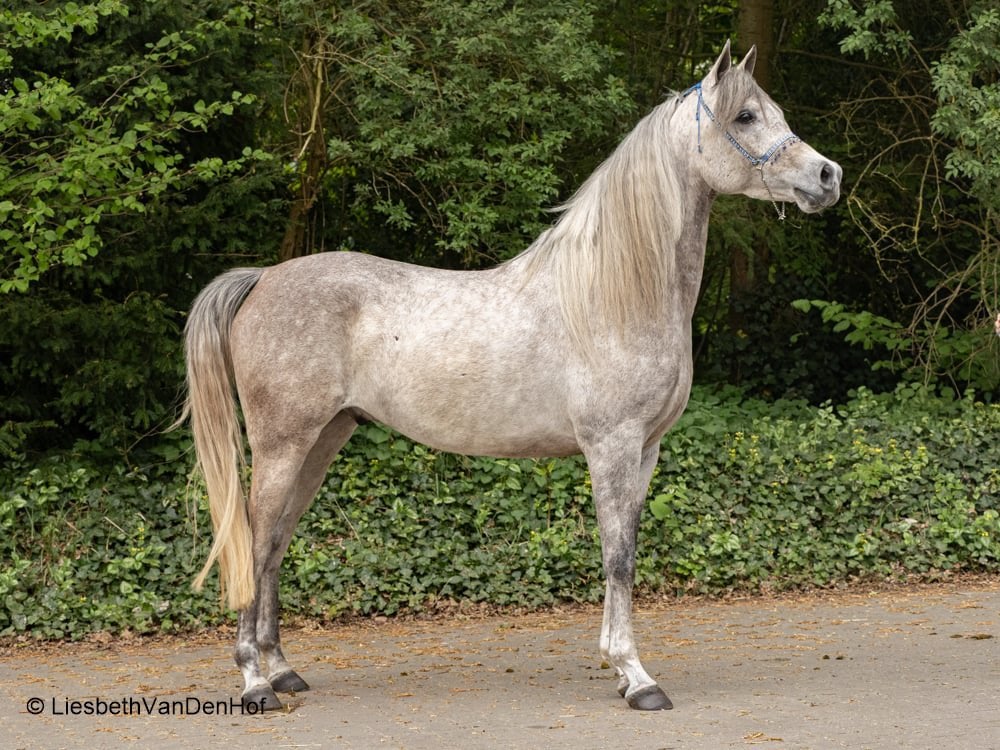 4 jarige Arabische ruin met topkaraker, Dieren en Toebehoren, Paarden, Ruin, 3 tot 6 jaar
