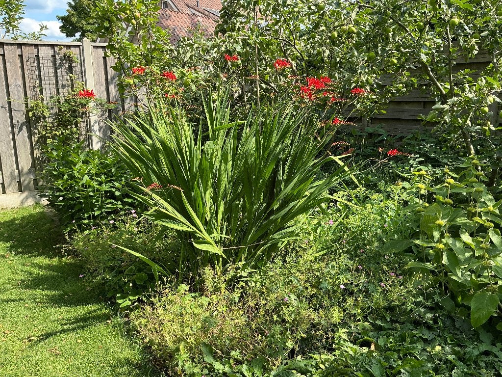 Mooie Montbretia's (Crocosmia) – Rood & Oranje, Vaste plant, Halfschaduw, Zomer, Ophalen