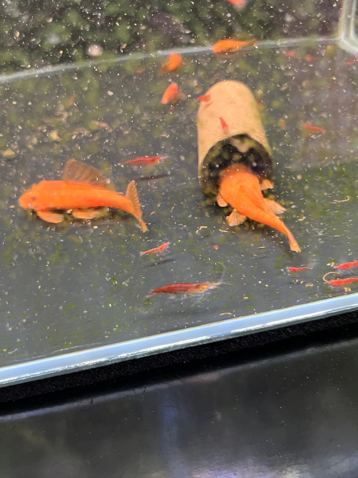 Ancistrus red longfin gen / algeneters / aquariumvissen, Vis, Zoetwatervis