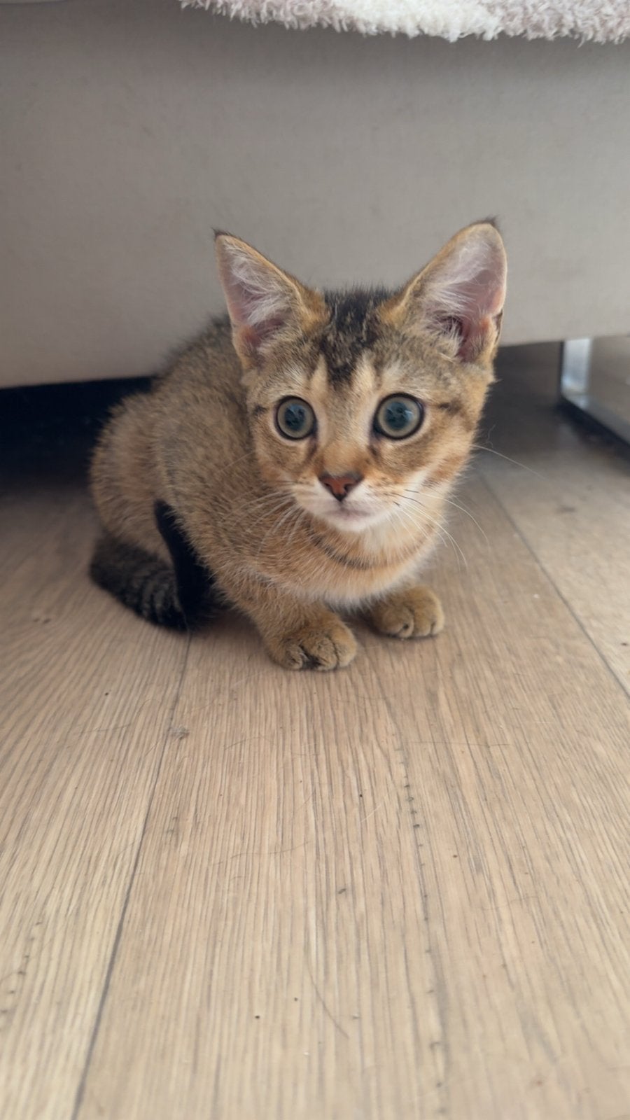 Twee Britse Korthaar kittens te koop, Dieren en Toebehoren, Katten en Kittens | Raskatten | Korthaar