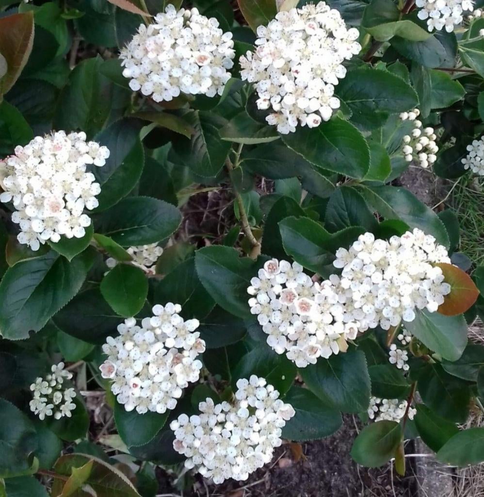 ❗ARONIA MELANOCARPA 1.75 CM APPELBES PLANT STRUIK TUINPLANT, Volle zon, Vaste plant, Zomer, Ophalen