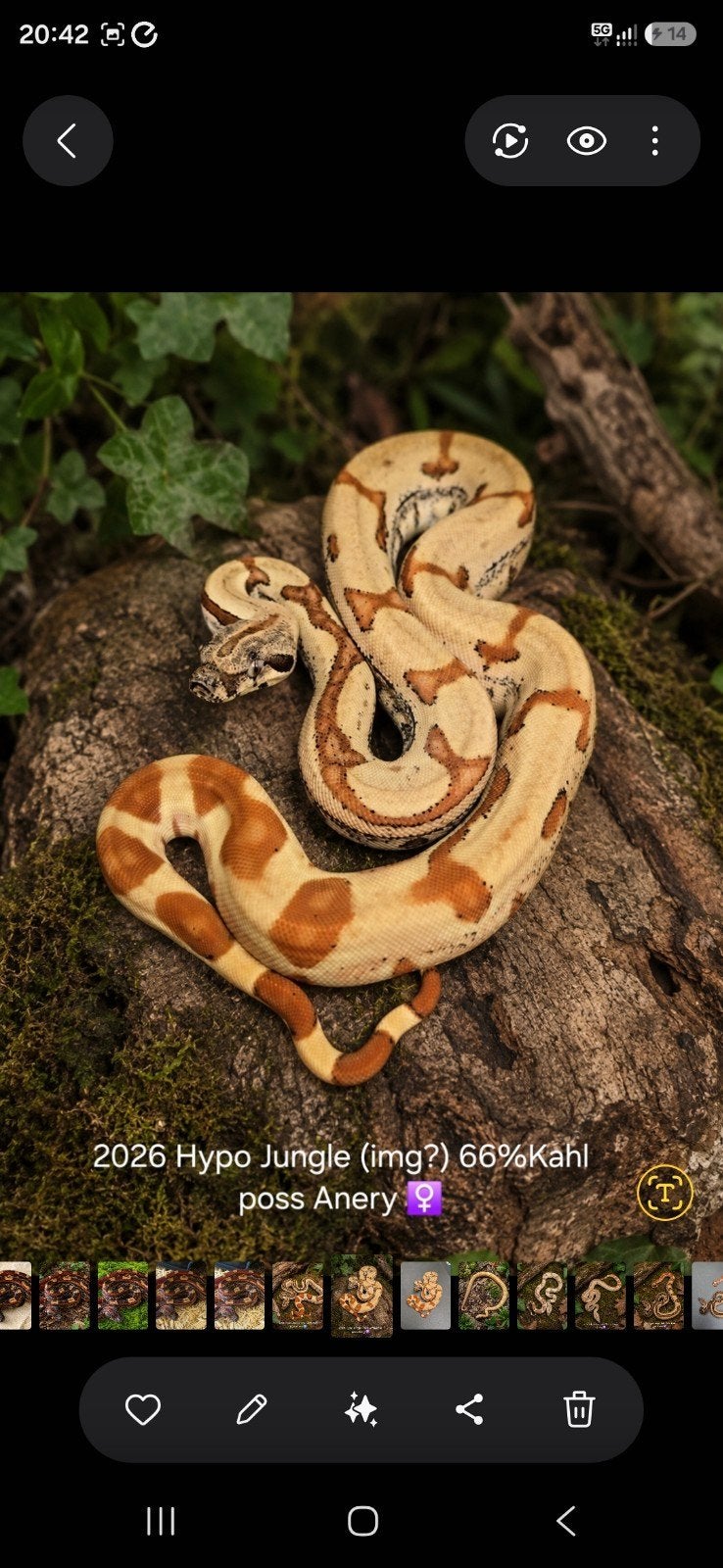 Schitterend Boa Constrictor Boa Constrictor photo 4