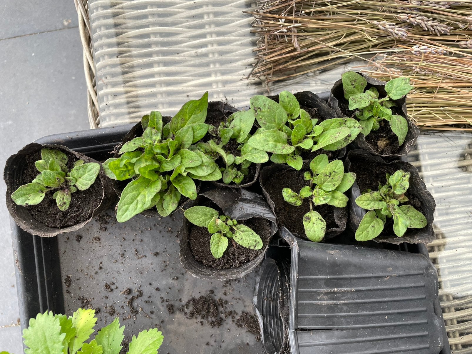 Plantjes Gewone Brunel, inheems, vaste plant, Tuin en Terras, Planten | Tuinplanten, Ophalen, Bodembedekkers, Volle zon, Vaste plant