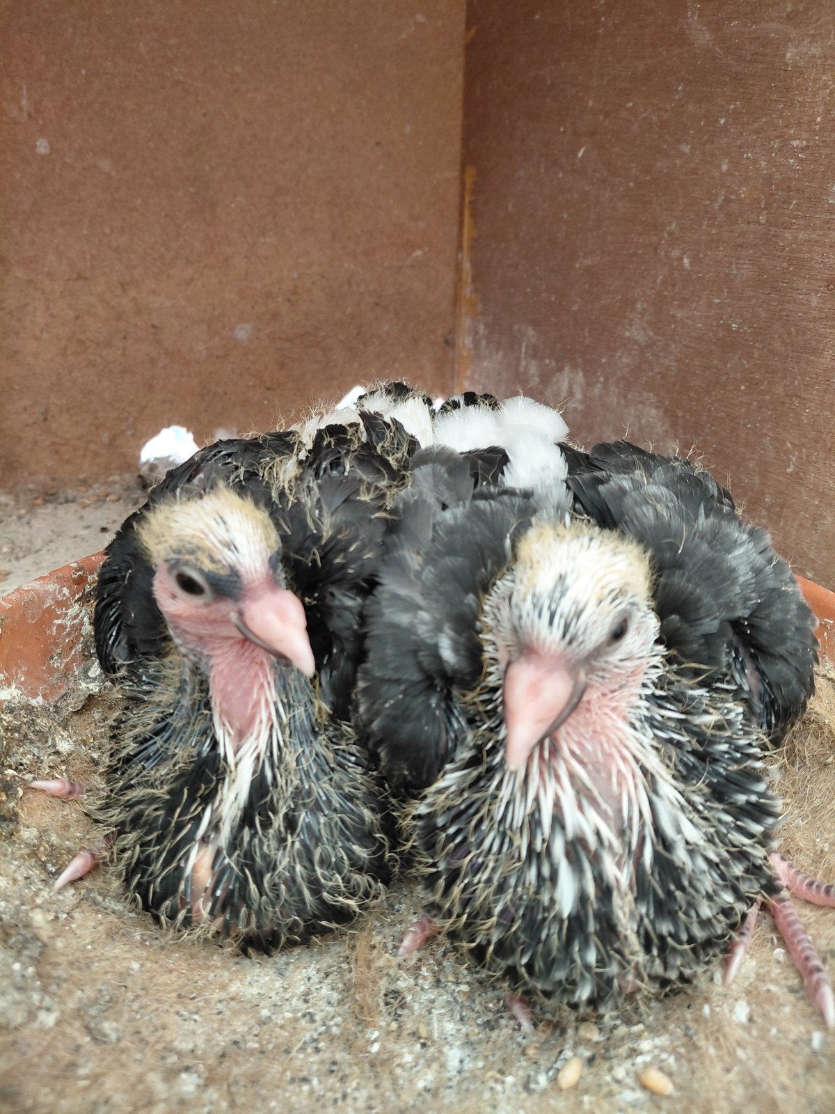 Koppel gaditano x basterd piepers, Dieren en Toebehoren, Vogels | Duiven, Kropper, Meerdere dieren