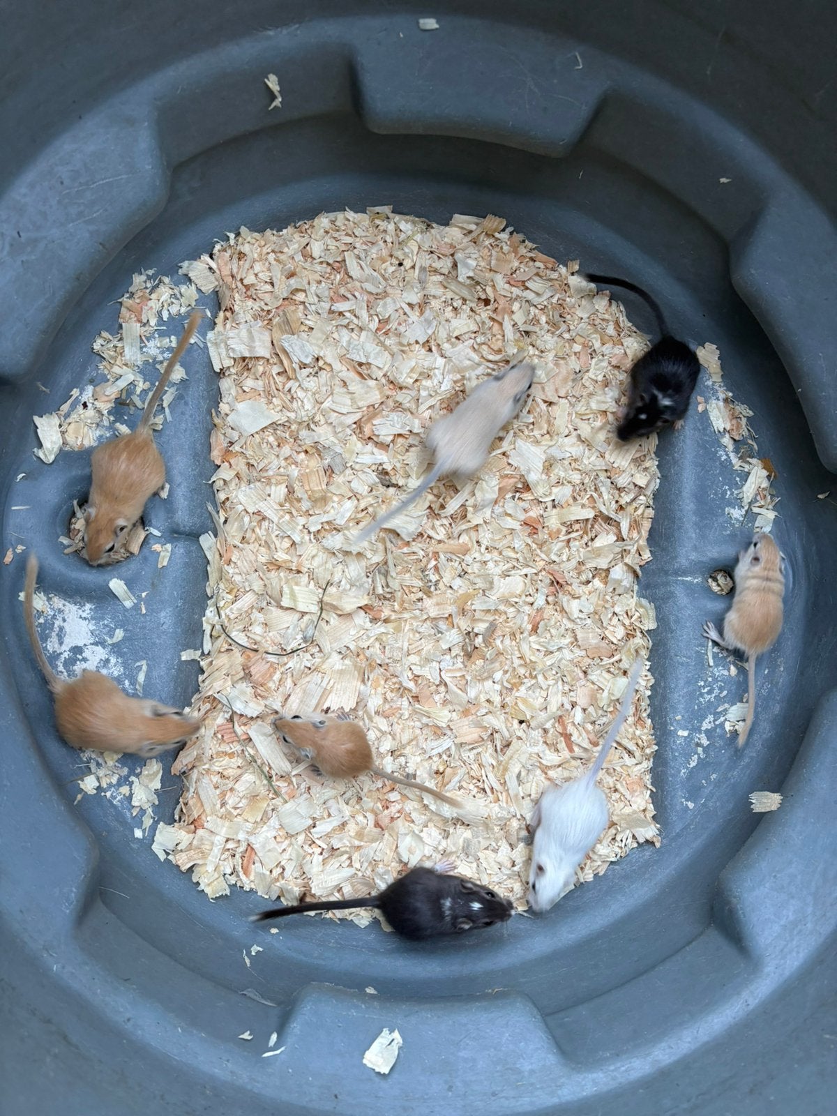 Leuke gerbils (woestijnratjes), Dieren en Toebehoren, Knaagdieren, Mei, Meerdere dieren, Overige typen