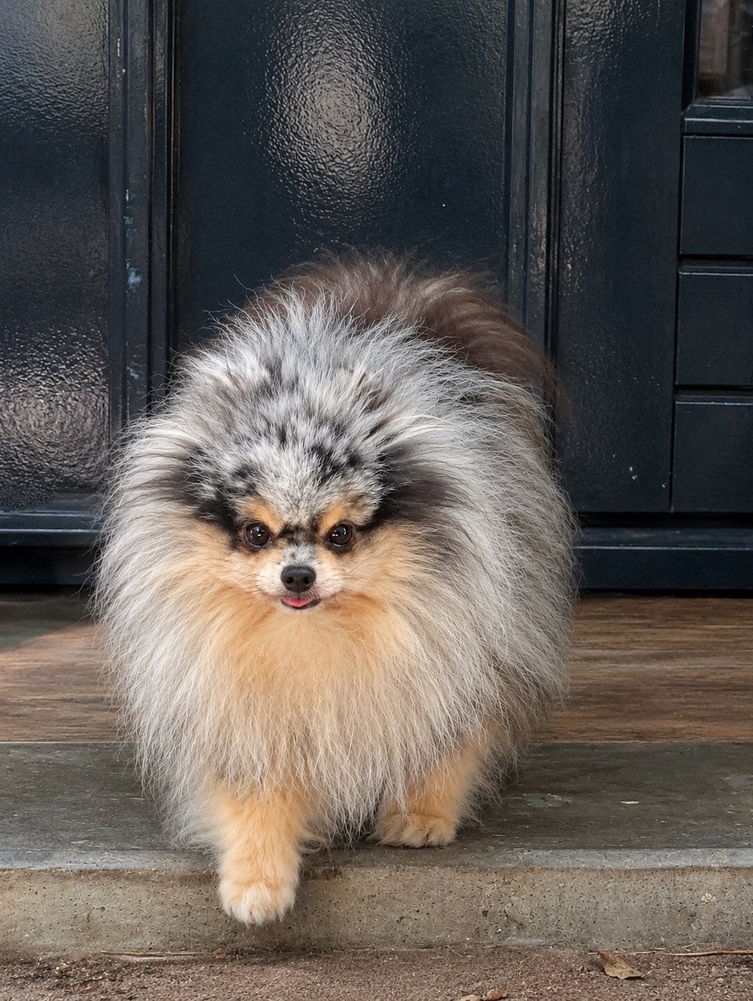 Mooie kleine Merle tan pomeranian dekreu / pomeriaan dekreu, 6 jaar of ouder, Reu, Parvo, Eén hond