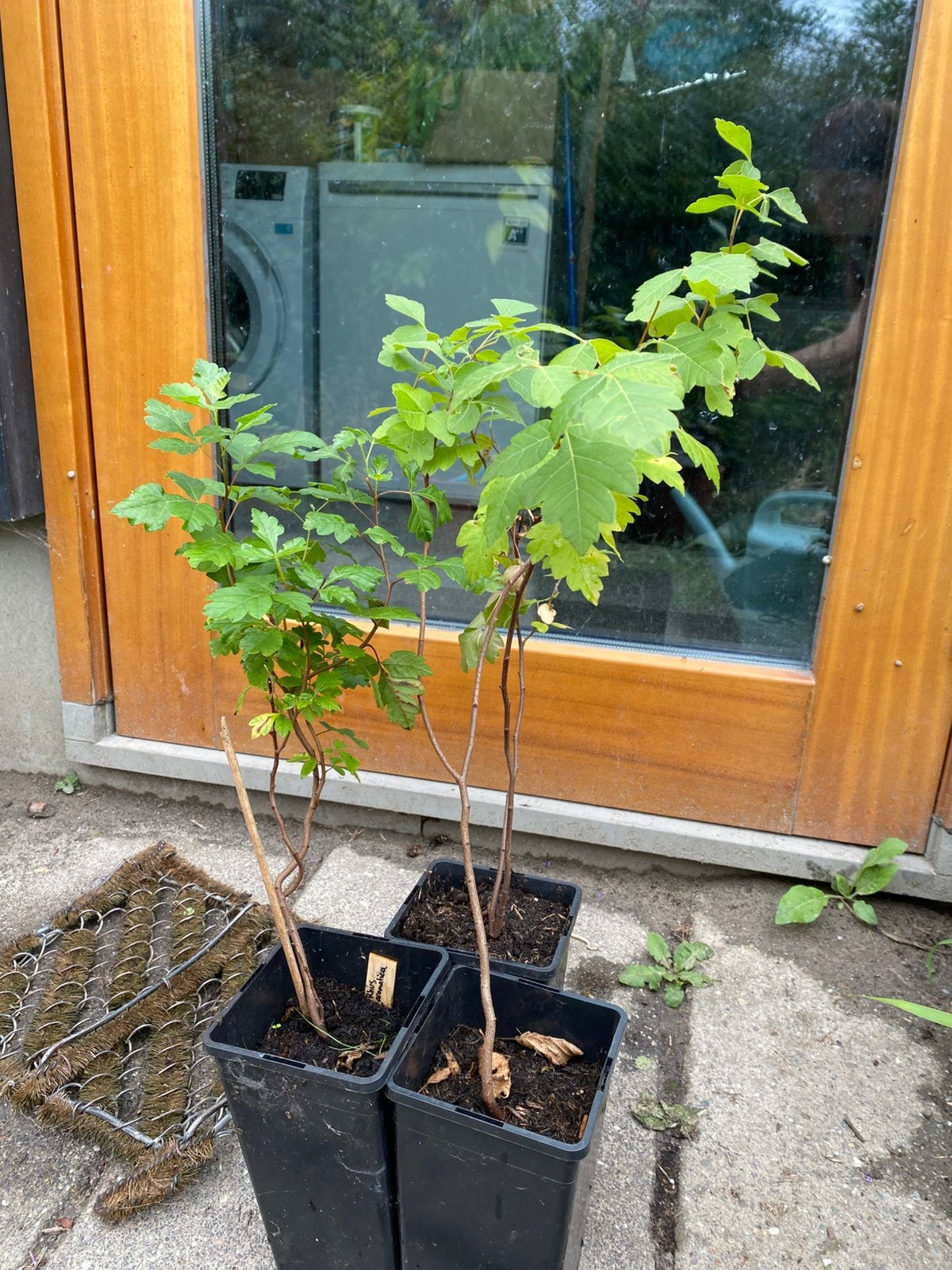 Limonadestruik (rhus aromatica), Ophalen, Minder dan 100 cm, Lente, Overige soorten