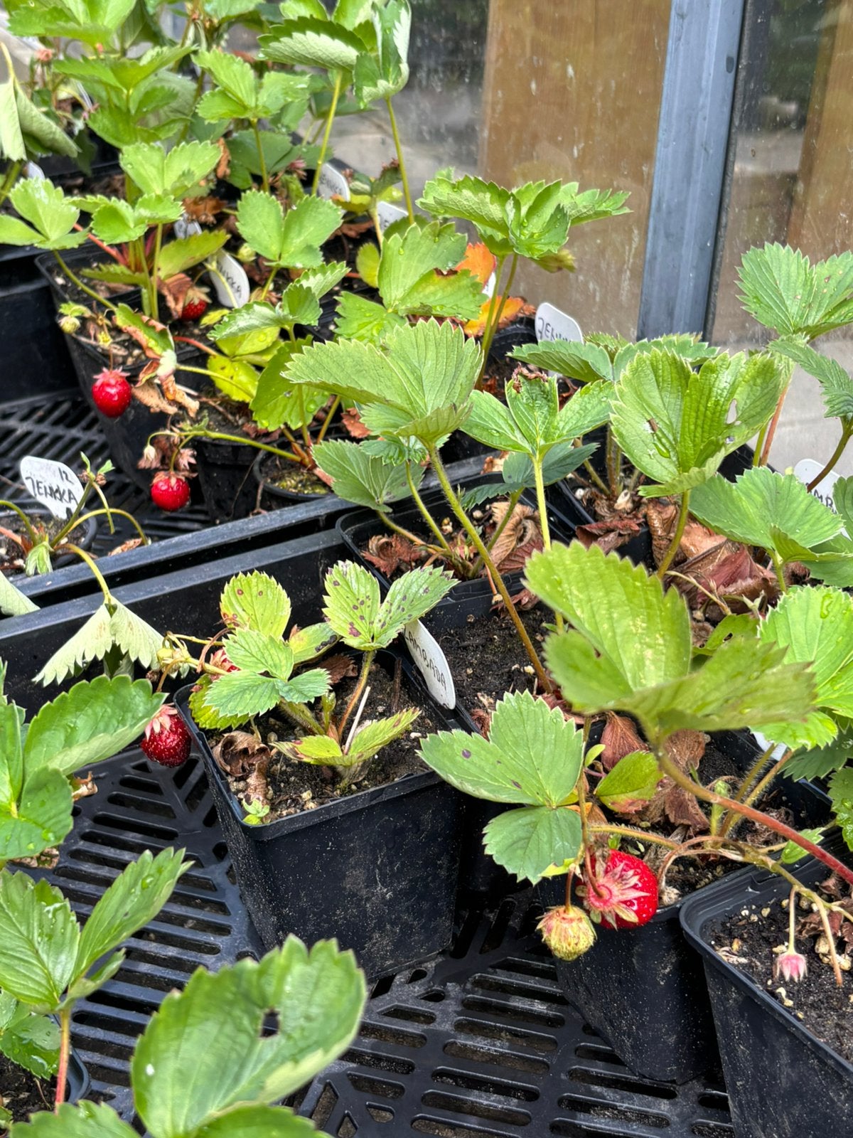 Aardbei stekken stekjes van 2026, Tuin en Terras, Planten | Tuinplanten, Ophalen, Eenjarig, Overige soorten, Volle zon