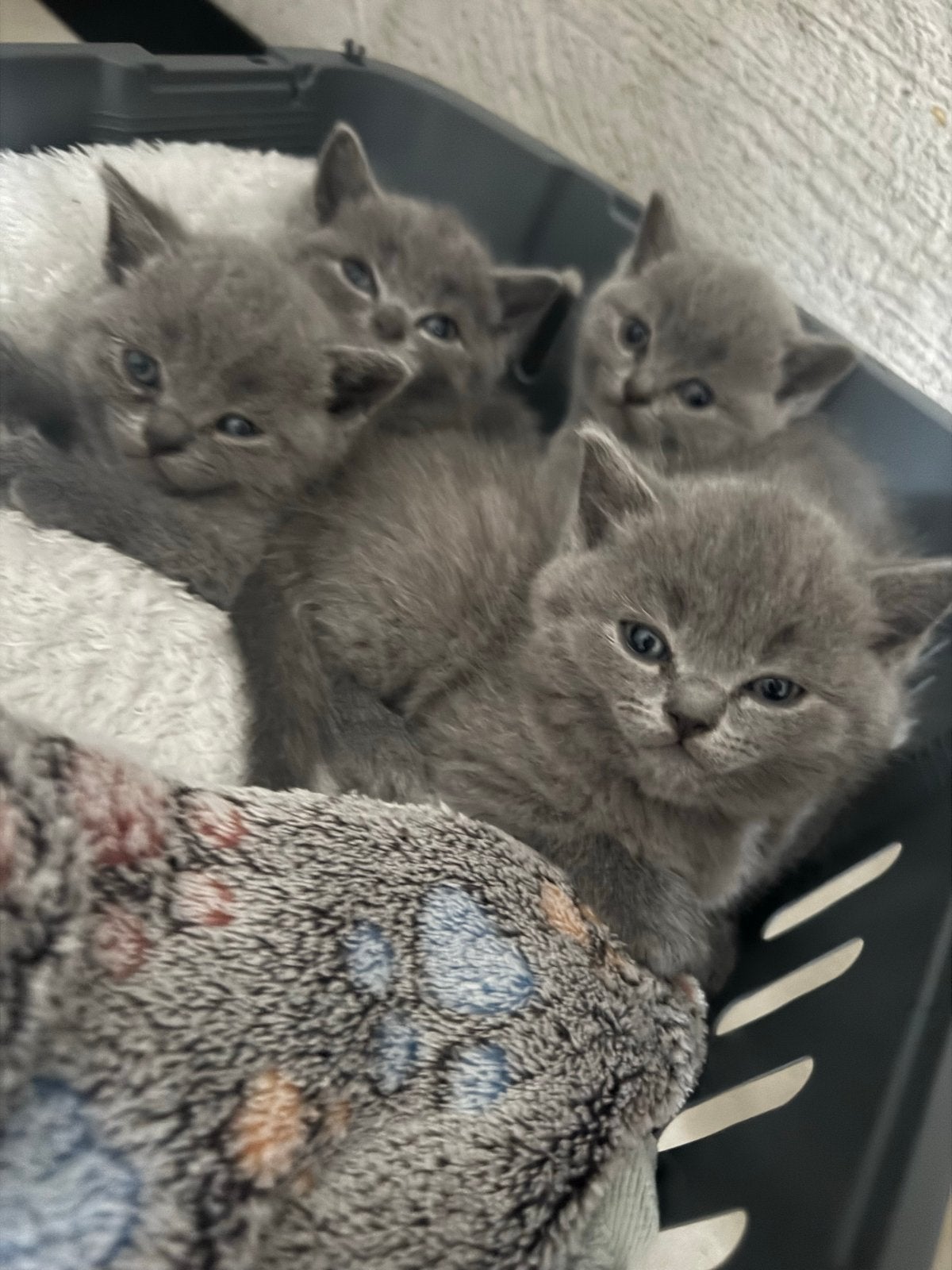 Brits Korthaar kittens te koop, Meerdere dieren