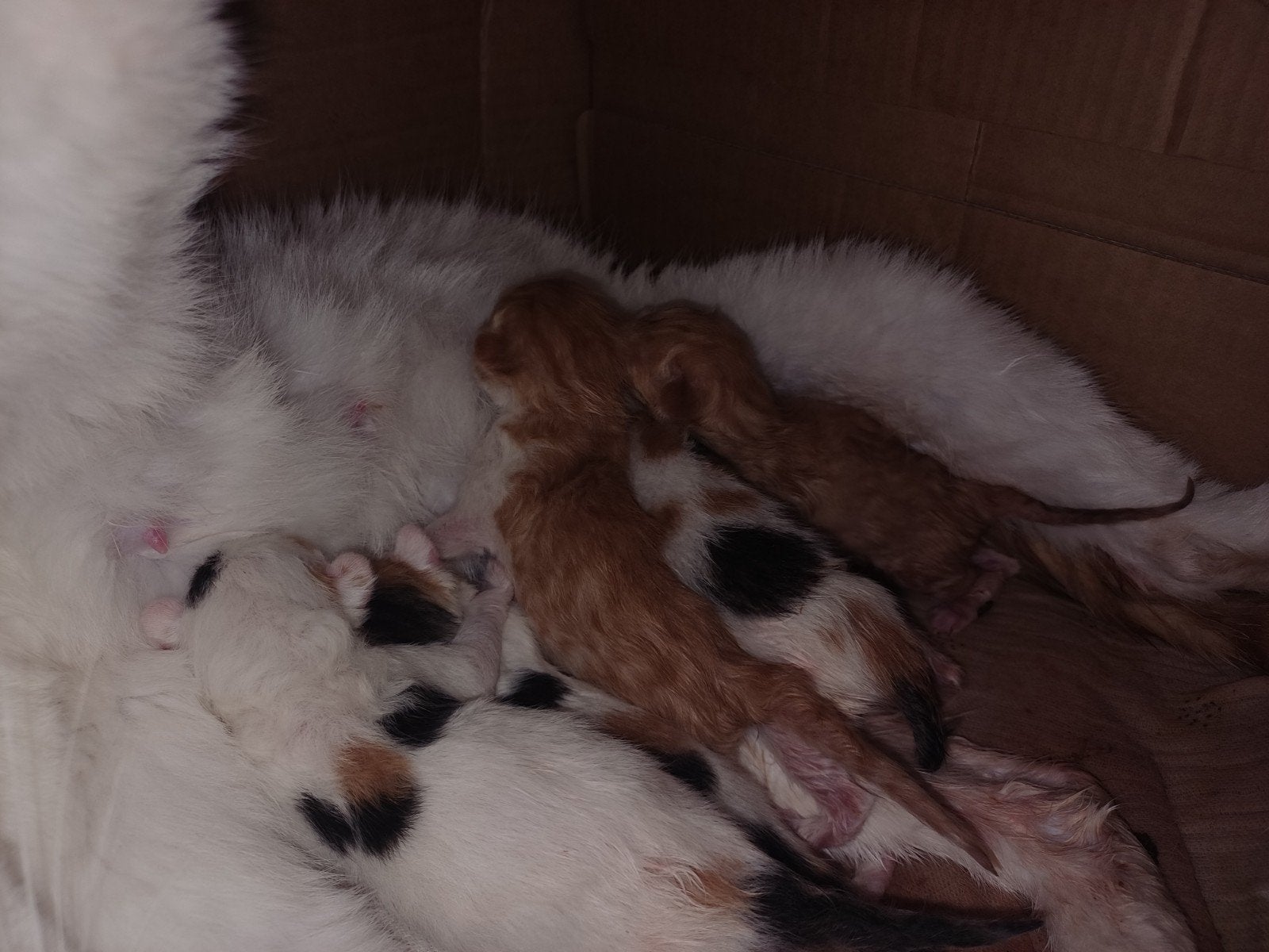 Kittens