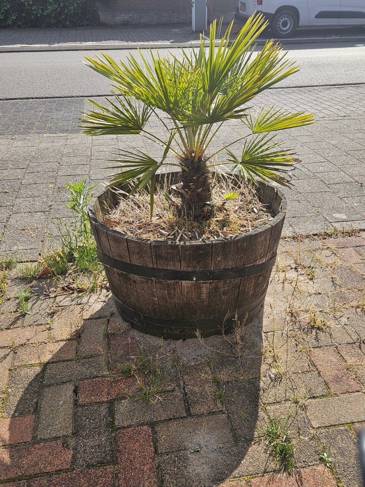 Wijnvat plantenbak met palmboom, Ophalen, Gebruikt, Rond, Balkon