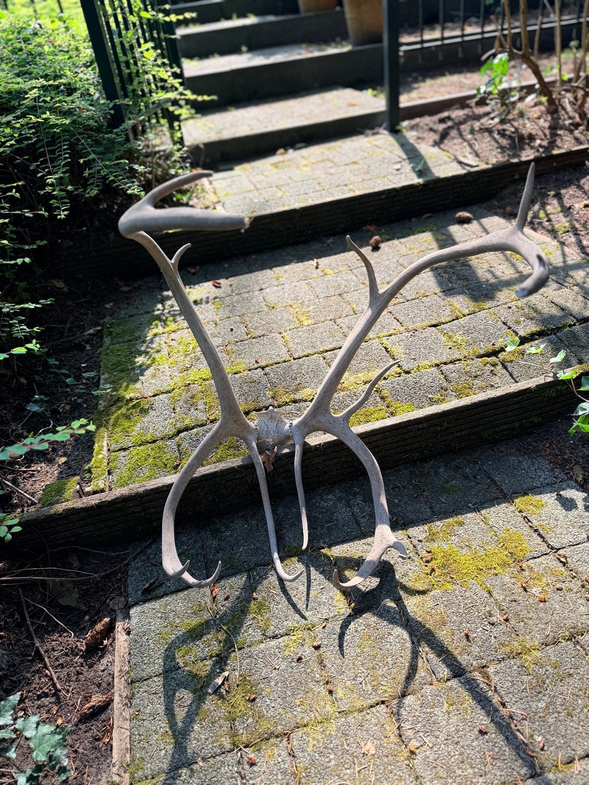 Herten gewei, Ophalen