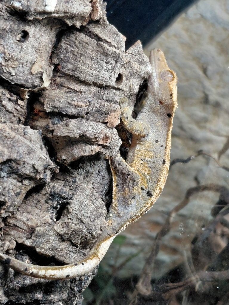 Wimpergekko (Correlophus ciliatus) Crested Gecko photo 3