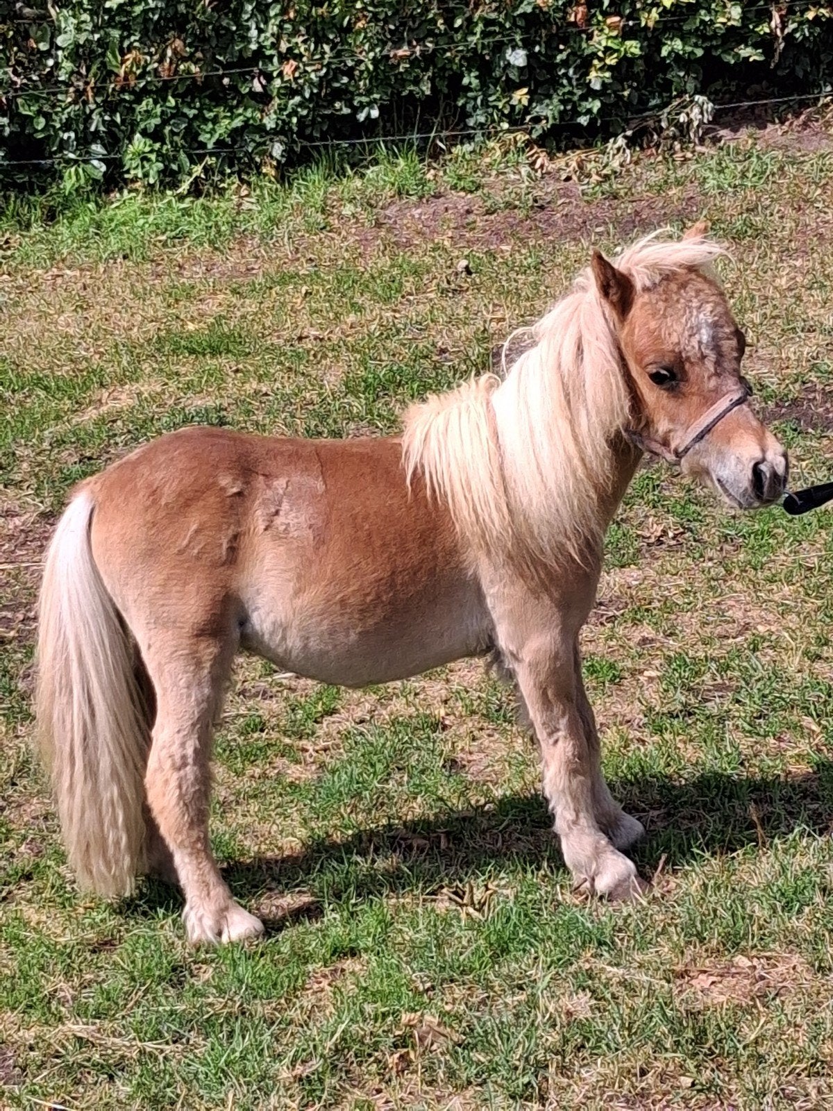 Jaarling hengst, Dieren en Toebehoren, Pony's, Hengst, Niet van toepassing, A pony (tot 1.17m), 0 tot 2 jaar