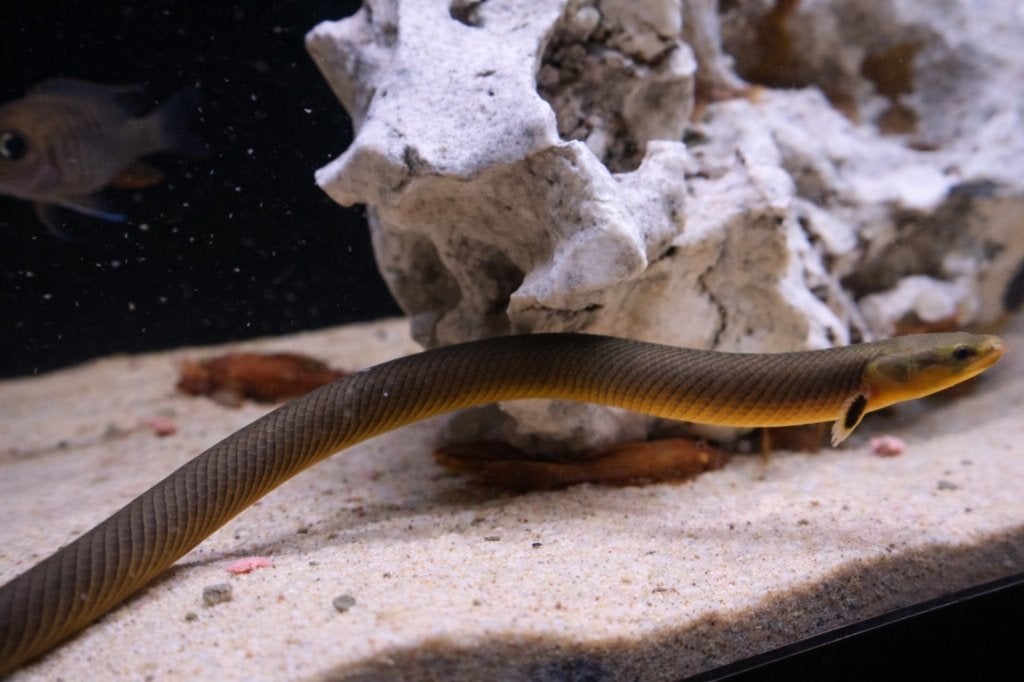 Wimpelaal – Erpetoichthys calabaricus, Vis, Zoetwatervis
