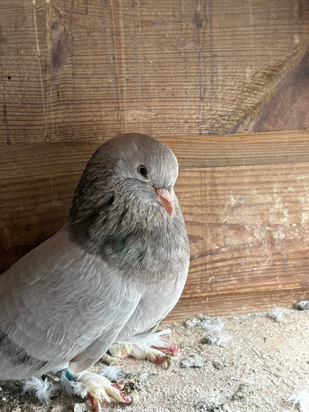 Takla, Dieren en Toebehoren, Mannelijk