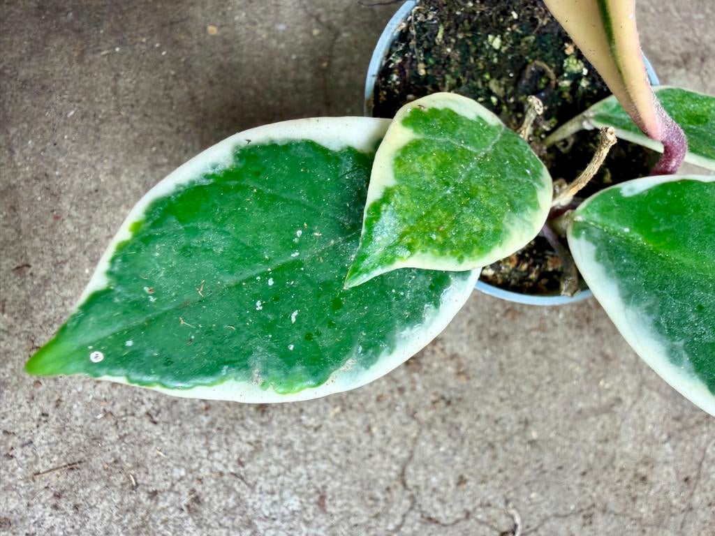 ACTIE!! Hoya Flamingo Dream P6, Huis en Inrichting, Kamerplanten, Ophalen of Verzenden, Halfschaduw, Minder dan 100 cm