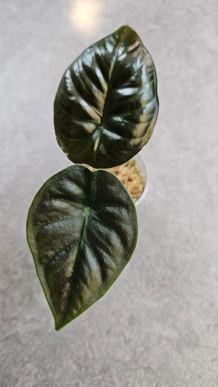 Alocasia Infernalis Kapit Black Magic, Ophalen of Verzenden, Halfschaduw, Minder dan 100 cm