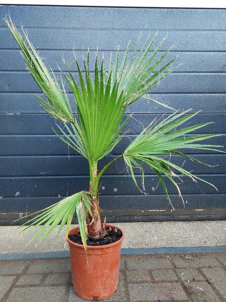 Washingtonia Robusta - Mexicaanse Waaierpalm H: 100 cm., Tuin en Terras, Planten | Bomen, Palmboom, 100 tot 250 cm, Volle zon