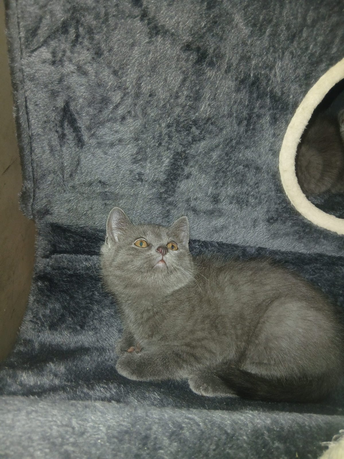 Britse korthaar kittens te koop, Meerdere dieren, Ontwormd, 0 tot 2 jaar